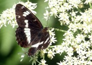 White Admiral Hadlow Butterflies White Admiral Hadlow Butterflies